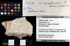 Foto (Objket + Etiketten) von Cycloprosopon sp. 